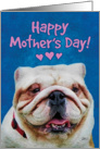 Happy Mother’s Day from Cute English Bulldog card
