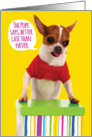 Funny Chihuahua Pope Dispensation Belated Birthday card