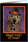 Funny Halloween Golden Retriever Magician card