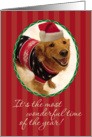 Christmas-Golden Retriever-Ugly-Sweater-Greeting Card
