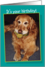 Adult Birthday For Him, Funny Golden Retriever with 3 Tennis Balls card
