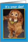 Funny Adult Birthday, Golden Retriever with 3 Tennis Balls card