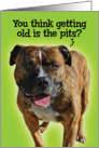 Funny Getting Old is the Pits (Pitbull) Birthday Card