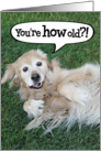 Funny Golden Retriever Birthday Card