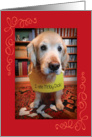 Funny Golden Retriever Guilty Pleasures Birthday Card