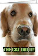 Funny Golden Retriever Apology Card