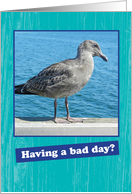 Humorous Encouragement Card with a Grumpy Seagull card