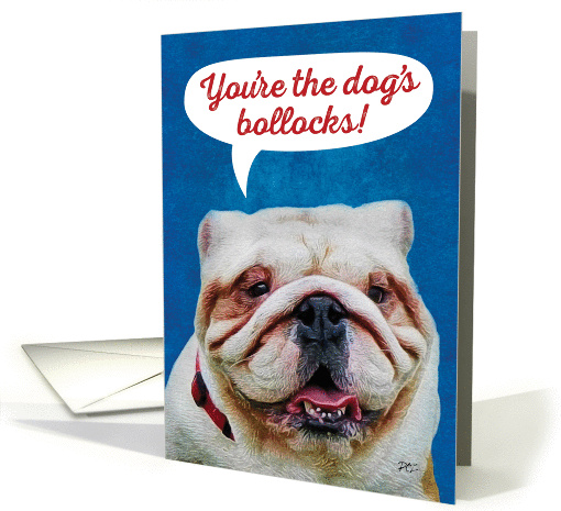 English Bull Dog- You're the Dog's Bullocks Congratulations card