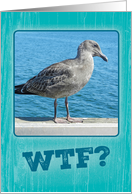 Funny WTF? Seagull...