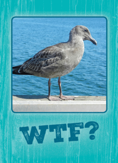 Funny WTF? Seagull...