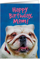 Cute Bulldog Face- Happy Birthday Mom card