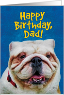 Happy Birthday Dad- Awesome English Bulldog Close Up card