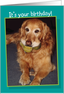Adult Birthday For Him, Funny Golden Retriever with 3 Tennis Balls card