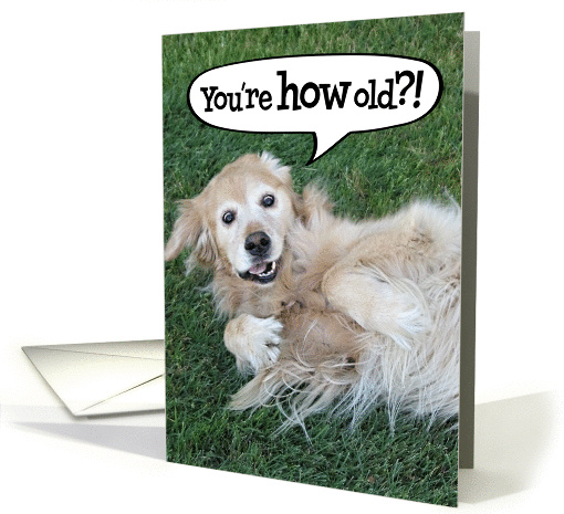Funny Golden Retriever Birthday card (927799)
