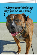 Funny Well-Hung Pitbull Birthday Greeting card