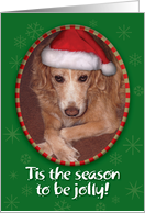 Bark! Humbug! Dog with Attitude Christmas Card