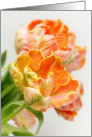 Happy Birthday - Rich Orange Tulips card