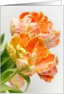 Happy Birthday - Rich Orange Tulips card