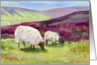 Moorland Sheep Blank Note card