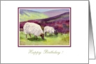 Moorland Sheep and Lamb Birthday Card