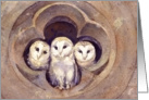 Barn Owls blank note card