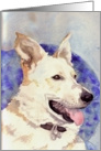 White German Shepherd, Blank Note Card