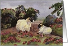 Sheep in Heather Blank Note card