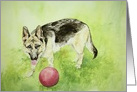 German Shepherd and Ball, Any Occasion Blank card