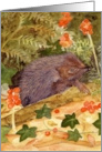 Hedgehog Blank Inside Greetings card