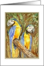 Macaws Blank Inside Greeting card
