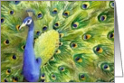 Peacock card