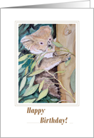 Koala birthday card