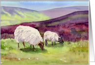 Moorland Sheep Blank Note card