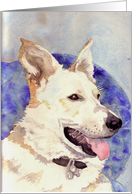 White German Shepherd, Blank Note Card