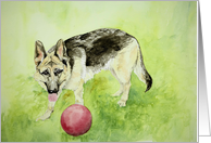 German Shepherd and Ball, Any Occasion Blank card