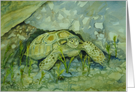 Emerging Tortoise Blank Note Card