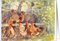 Chickens in the Hedge Blank Greetings Card