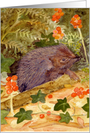 Hedgehog Blank Inside Greetings card