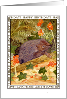 Hedgehog Birthday...