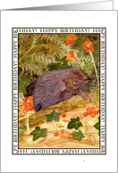 Hedgehog Birthday Card