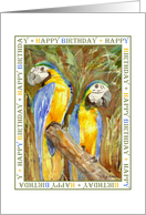 Macaws Birthday
