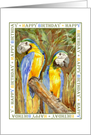 Macaws Birthday card