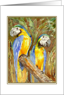 Macaws Blank Inside Greeting card