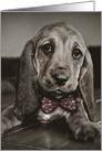 Basset Hound Sweet Get Well Soon card