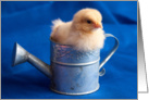 Happy Birthday, Chick Stuck in Watering Can card