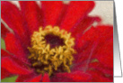 Painted Red Zinnia Flower Birthday Card