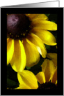 Birthday for Friend, Painted Black Eyed Susans card