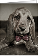 Sepia Basset Hound Puppy Pawsitively Amazing Birthday card