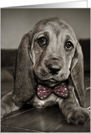 Sepia Basset Hound...