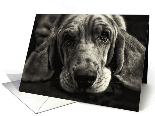 Not Excited Basset Hound Humor Birthday card (913018)